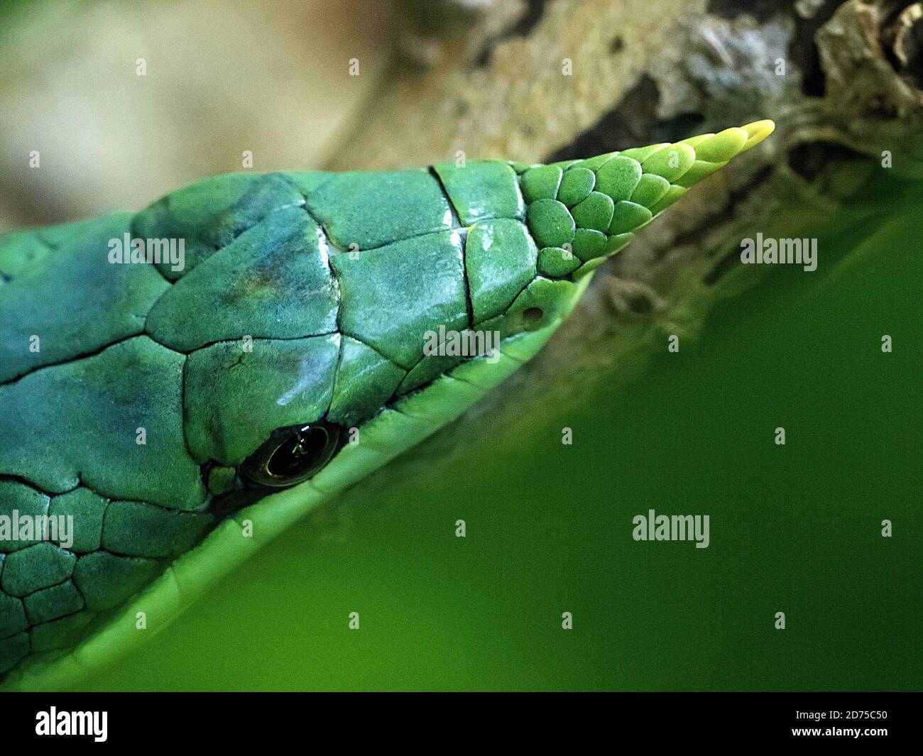 Serpente divertente primo piano con un lungo naso a punta Foto Stock