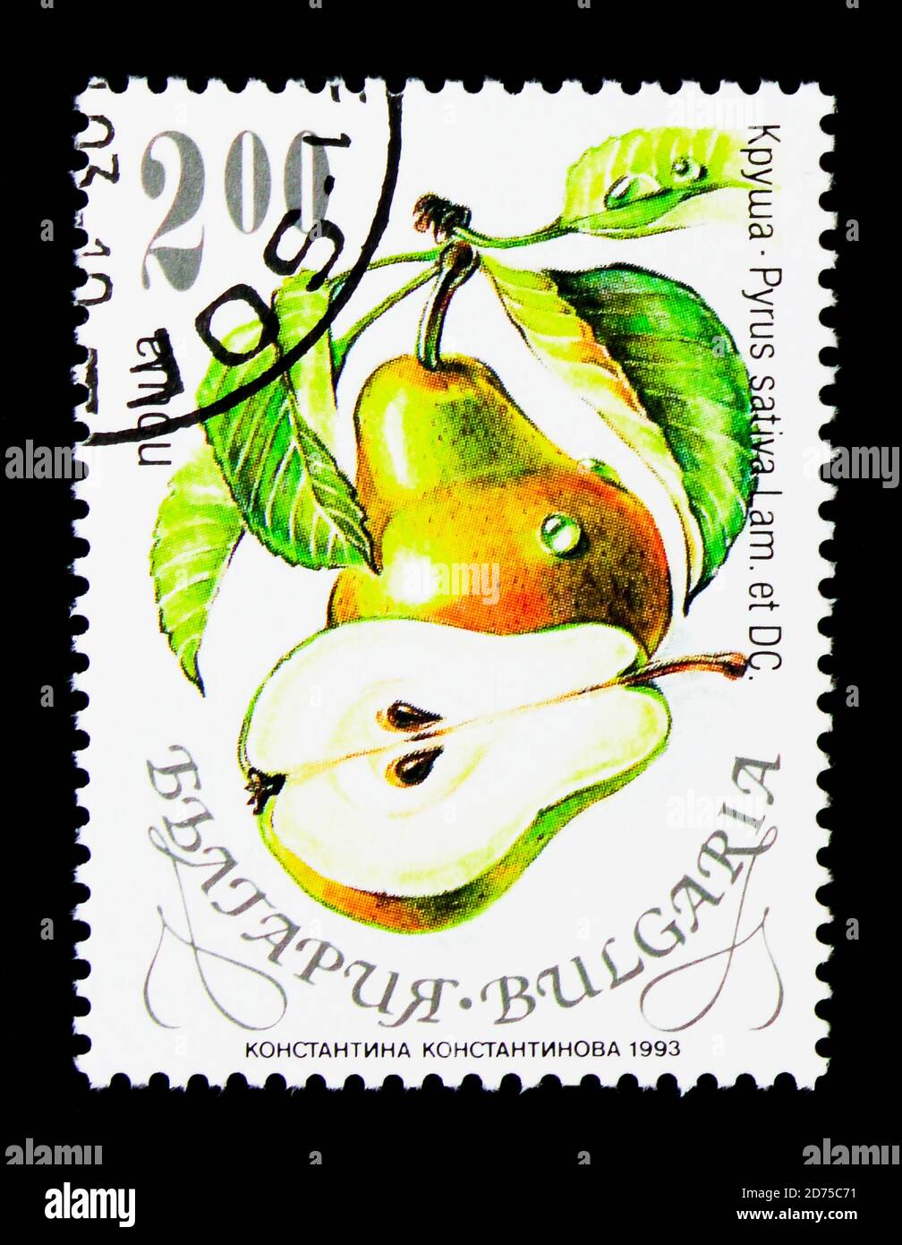 MOSCA, RUSSIA - 25 NOVEMBRE 2017: Un francobollo stampato in Bulgaria mostra Pear - Pyrus sativa, Flora serie, circa 1993 Foto Stock