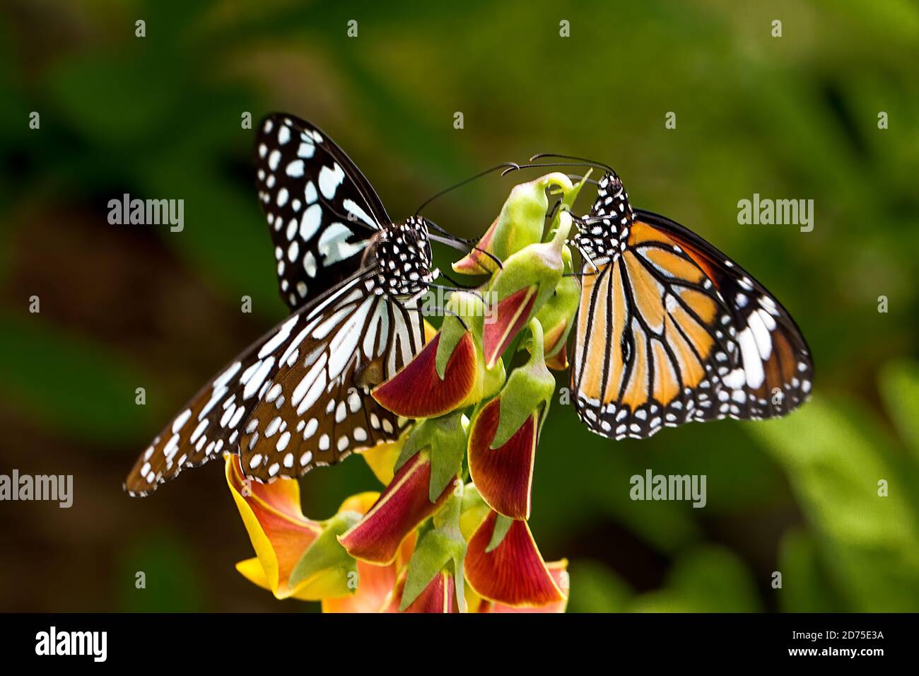 Belle farfalle che si nutrano sul nettare. Foto Stock