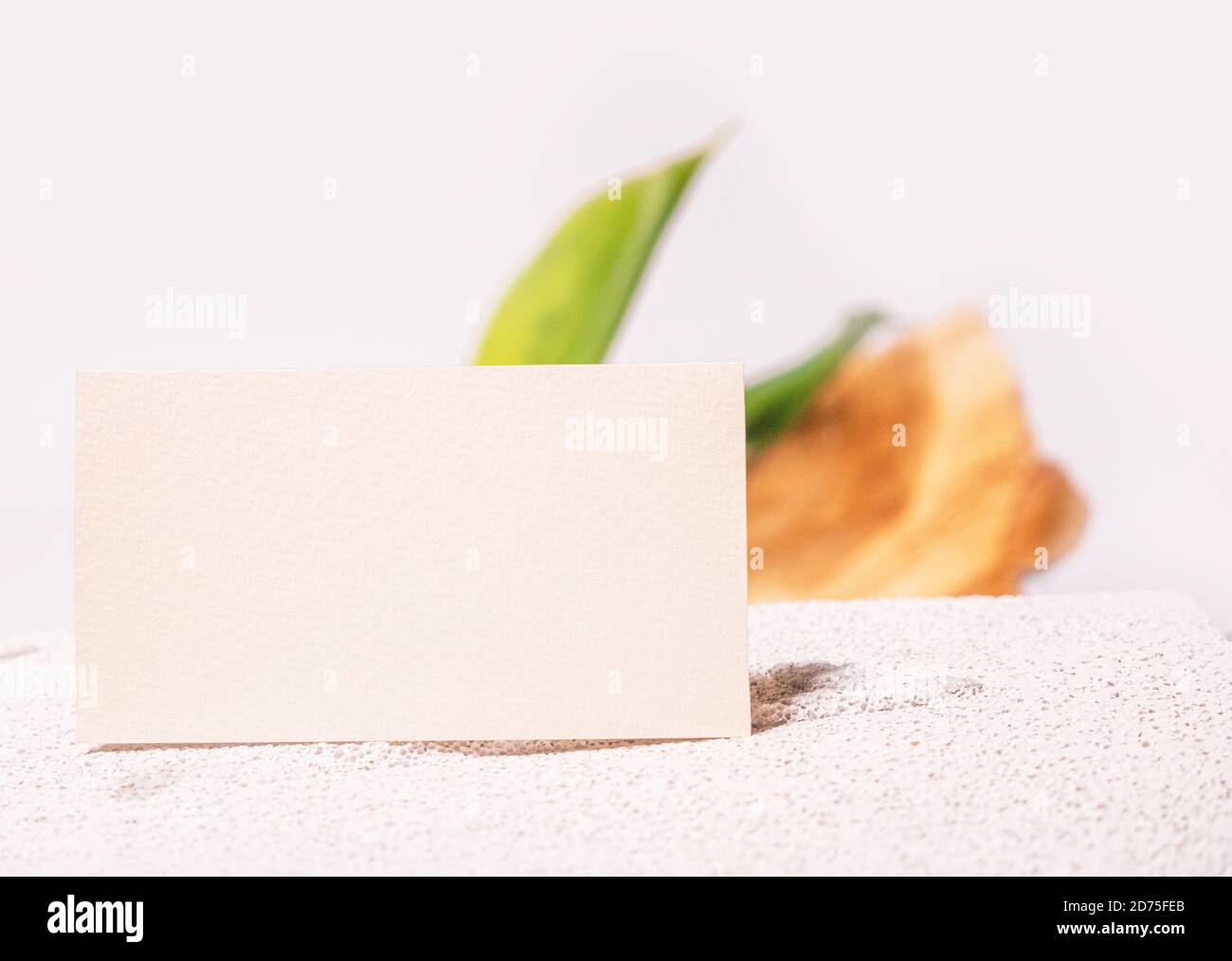 Cosmetologia biglietto da visita mock up. Stile eco-naturale. Cemento e foglia verde. Scheda clinica di bellezza. Stile di vita fermo. Sfondo bianco Foto Stock