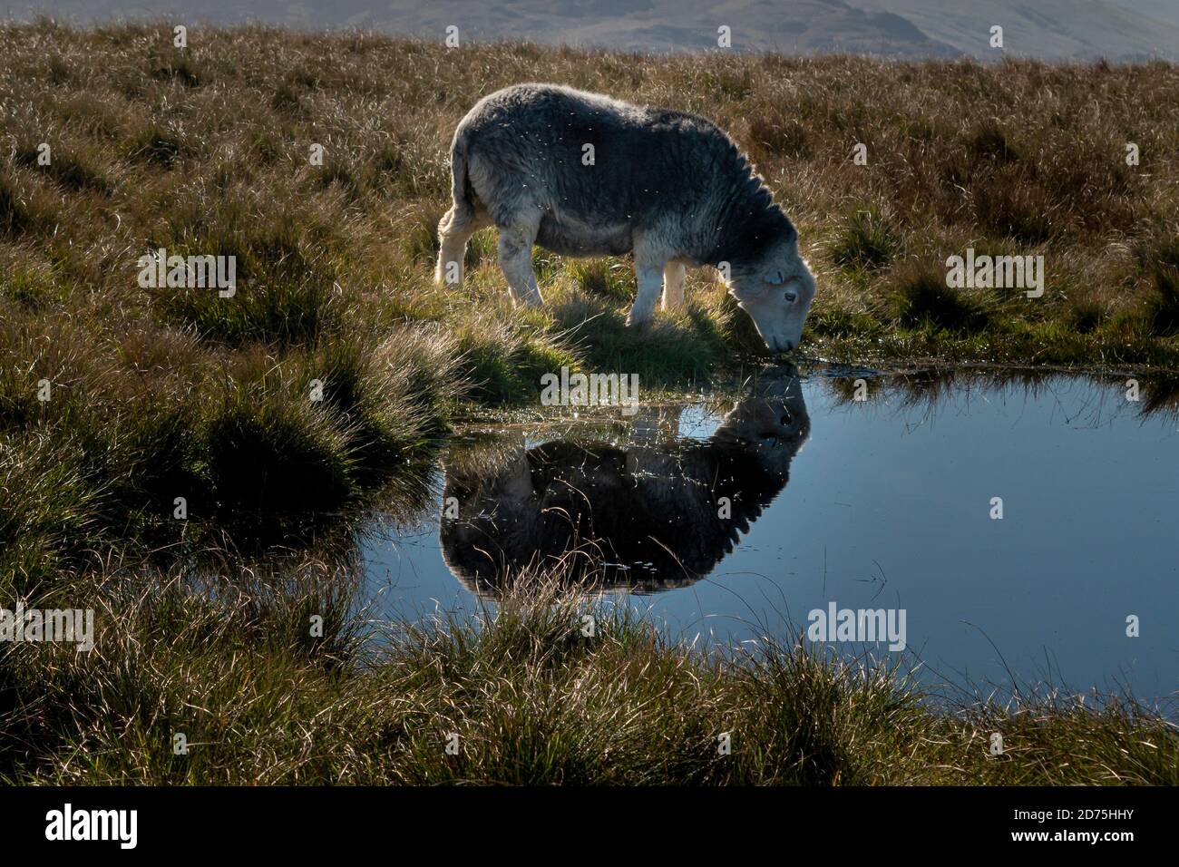 Lone Herdwick pecora riflessa in un piccolo caduto-top tarn Foto Stock
