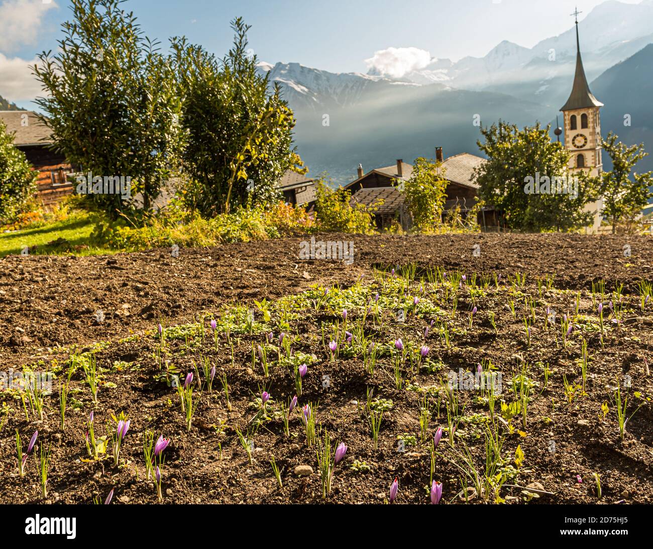 Coltivazione, raccolta e lavorazione dello zafferano a Mund, Naters, Svizzera Foto Stock