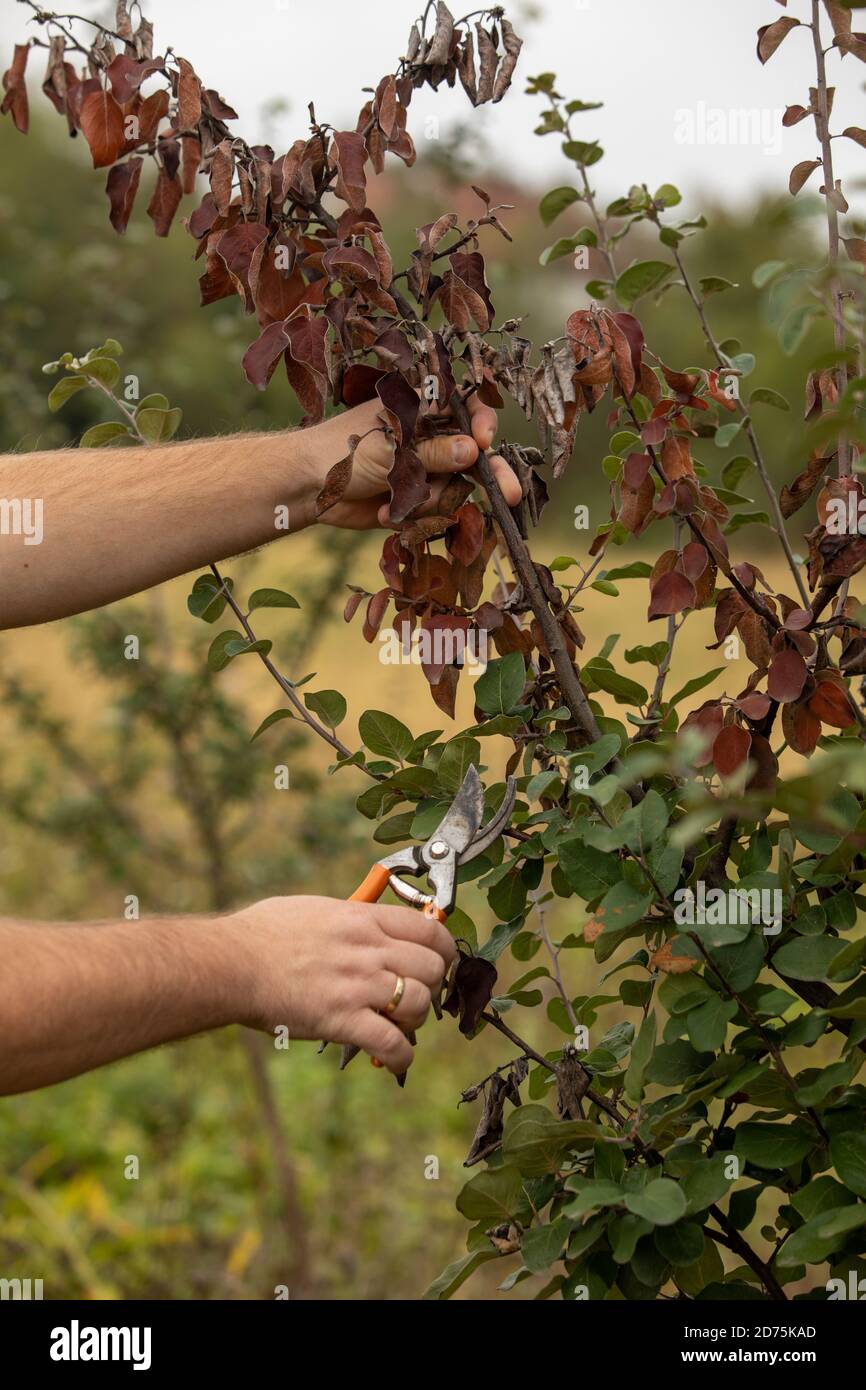 Brunch di taglio dell'uomo infettato da fuoco blight, fuoco d'artificio, mela cotogna e pera malattia causata da batteri Erwinia amylovora Foto Stock