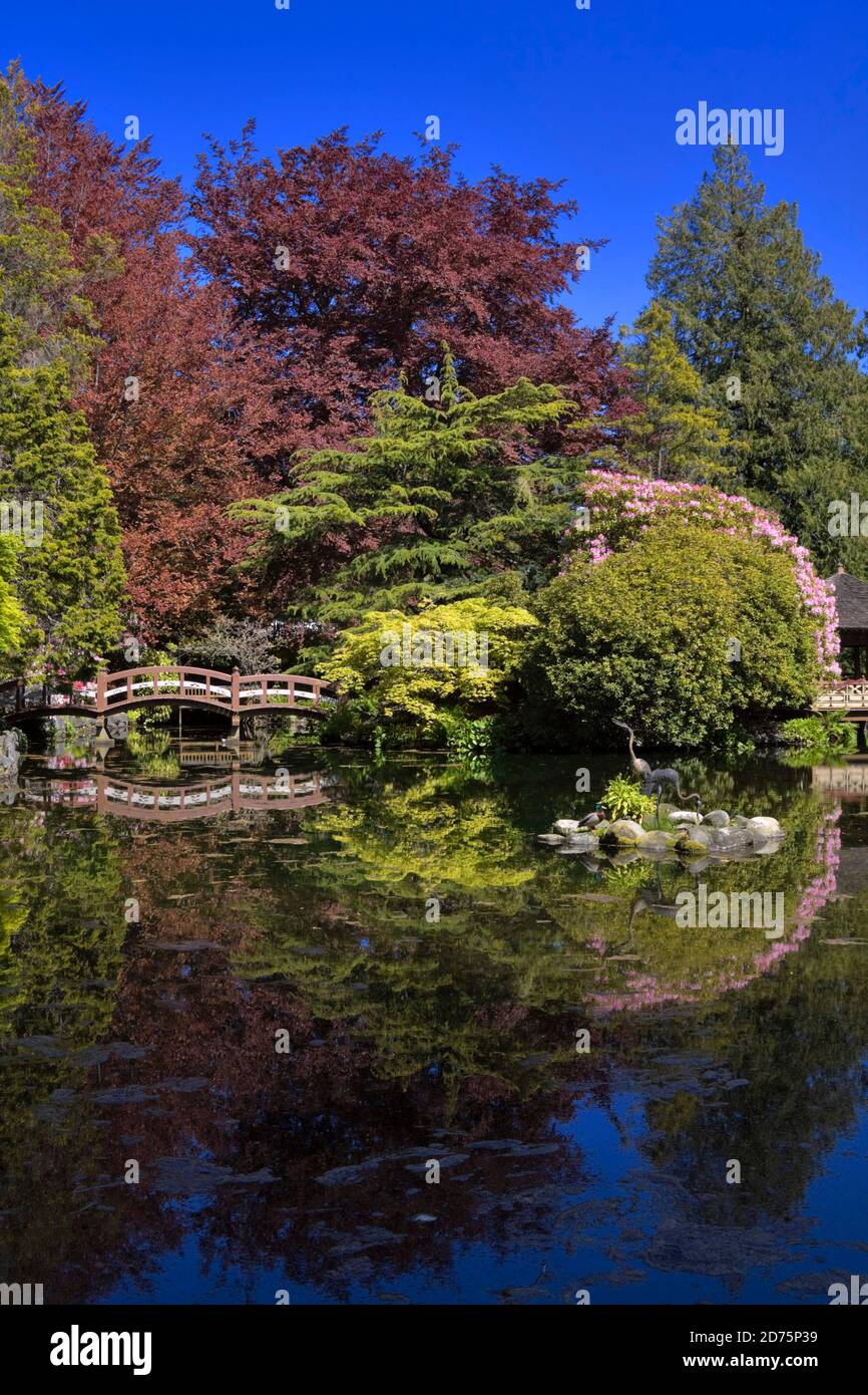 Abbassare il giardino giapponese, Hartley Park, Victoria, British Columbia Foto Stock