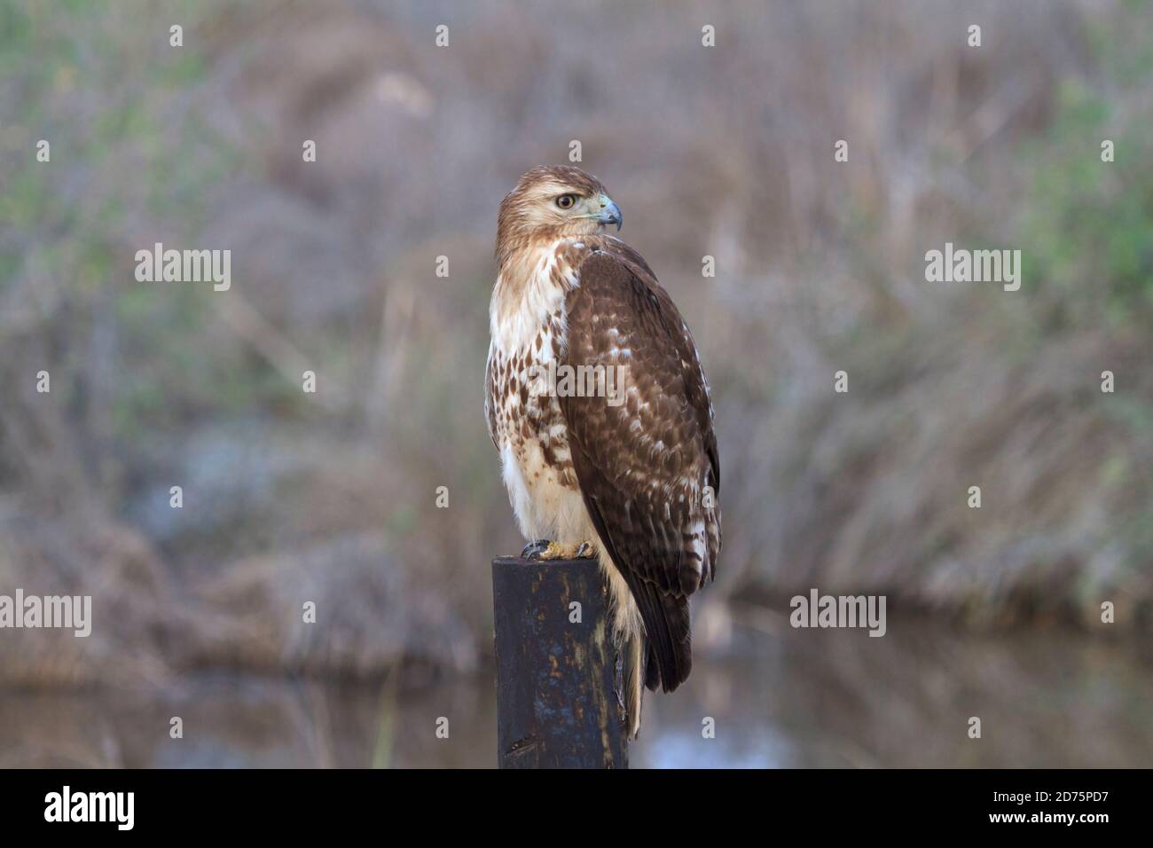 Falco dalla coda rossa, Buteo jamaicensis perching su un posto al Anahuac National Wildlife Refuge, Texas Foto Stock