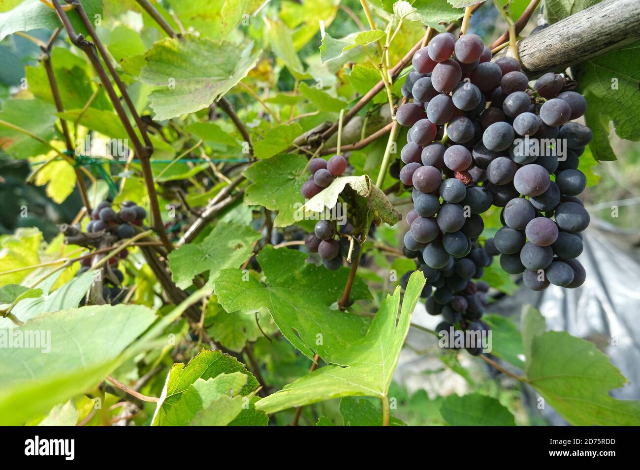 Grappoli di vitigno su una coltivazione di vino in Toscana.vino biologico agricolo produzione Foto Stock
