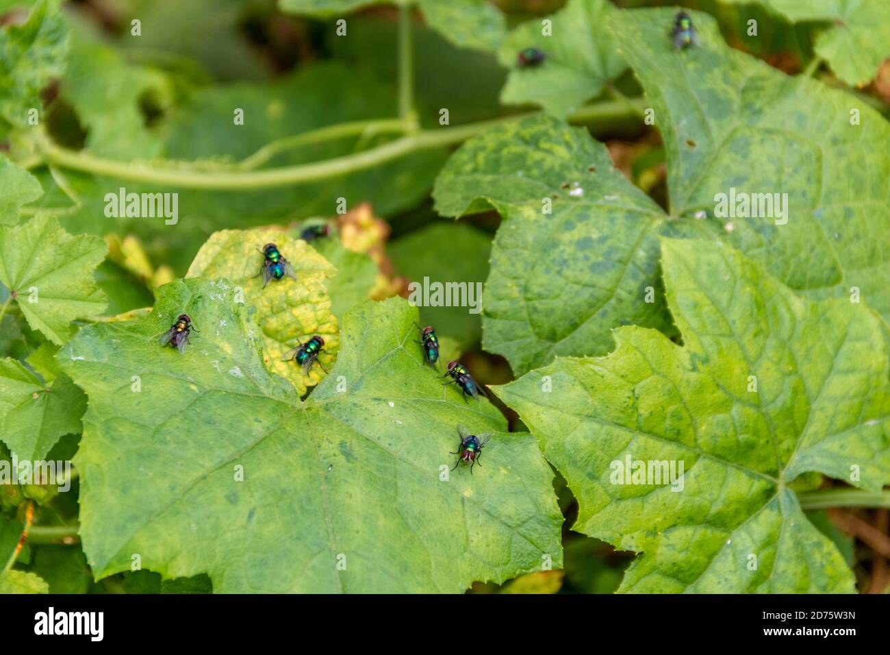 Piano dimensionale delle mosche peste su foglie di piante coltivate per il consumo umano. Insetti Foto Stock