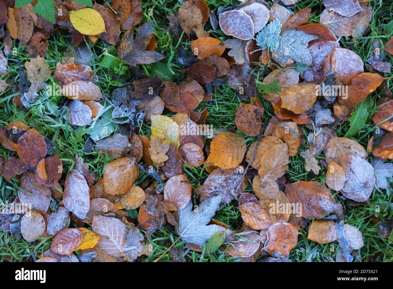 Foglie d'autunno sotto il primo gelo bianco. Foto Stock