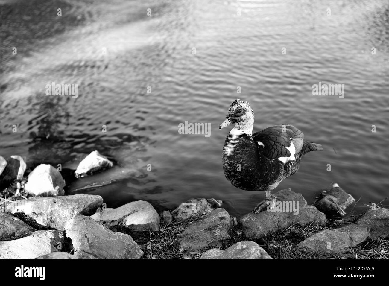 Un drake muscovy si bilancia su un piede. Foto Stock Un drake muscovy si bilancia su un piede. Foto Stock