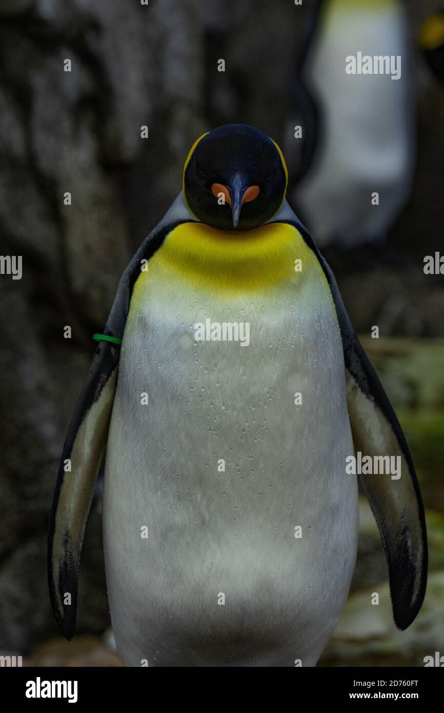 Pinguino, uccello senza luce Foto Stock