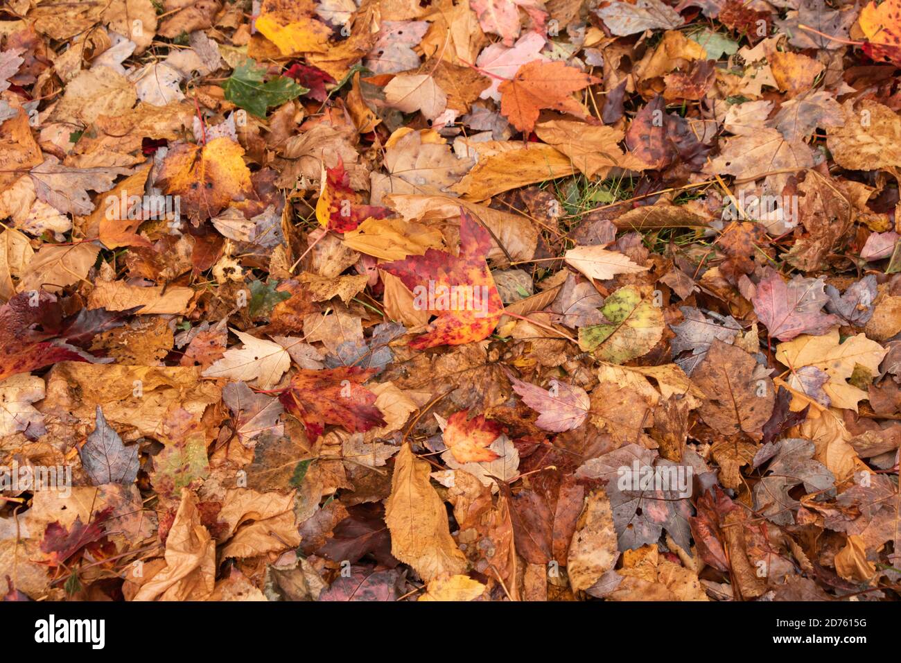 Autunno foglie di acero caduto colorato con sfondo colorato Foto Stock