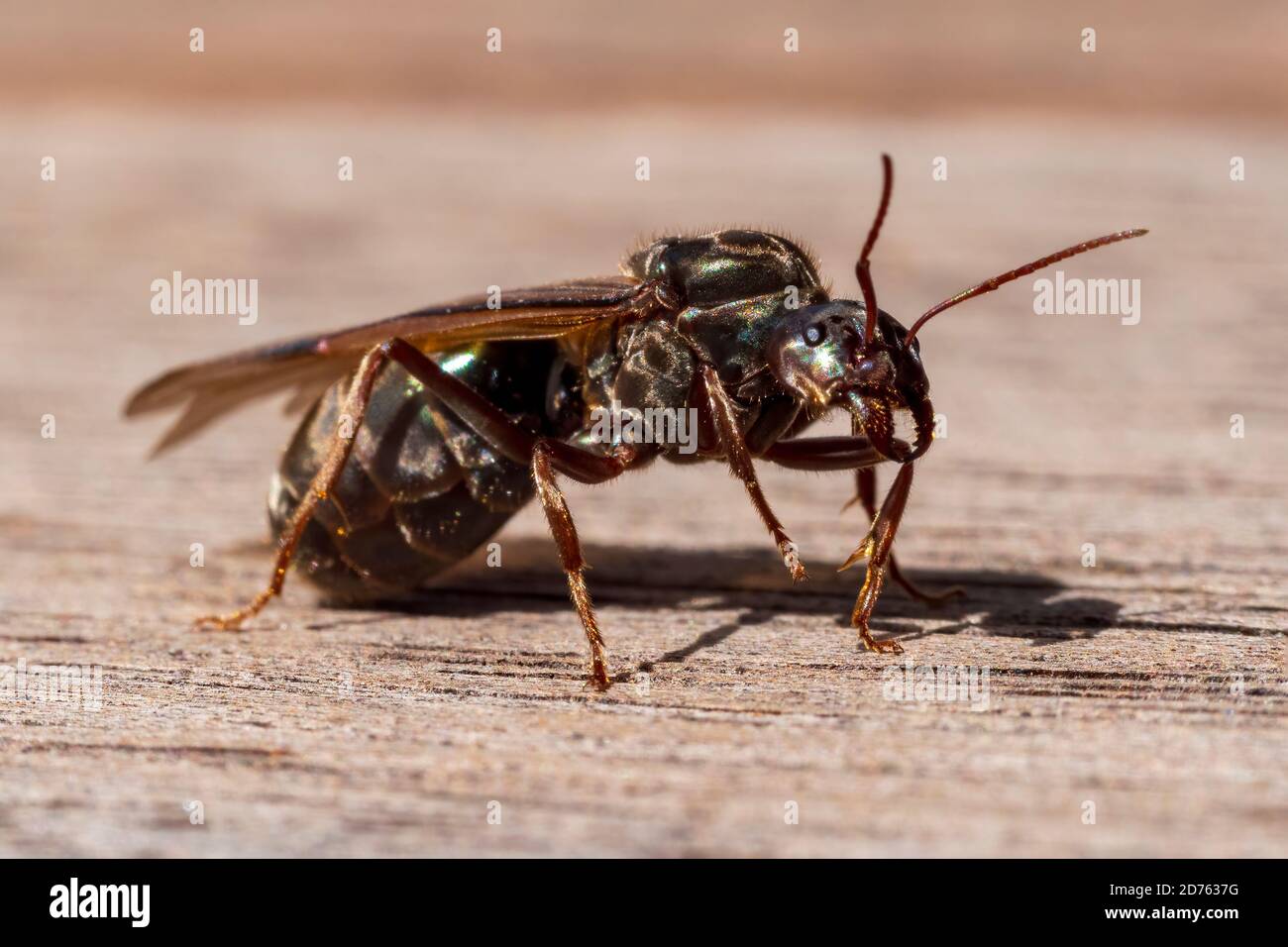 Carne regina Ant a riposo (iridomyrmex purpureus) Foto Stock