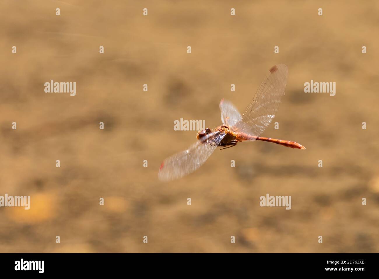 Dragonfly rosso conosciuto come Percher vagabondo (Diplacodes bipunctata) Foto Stock
