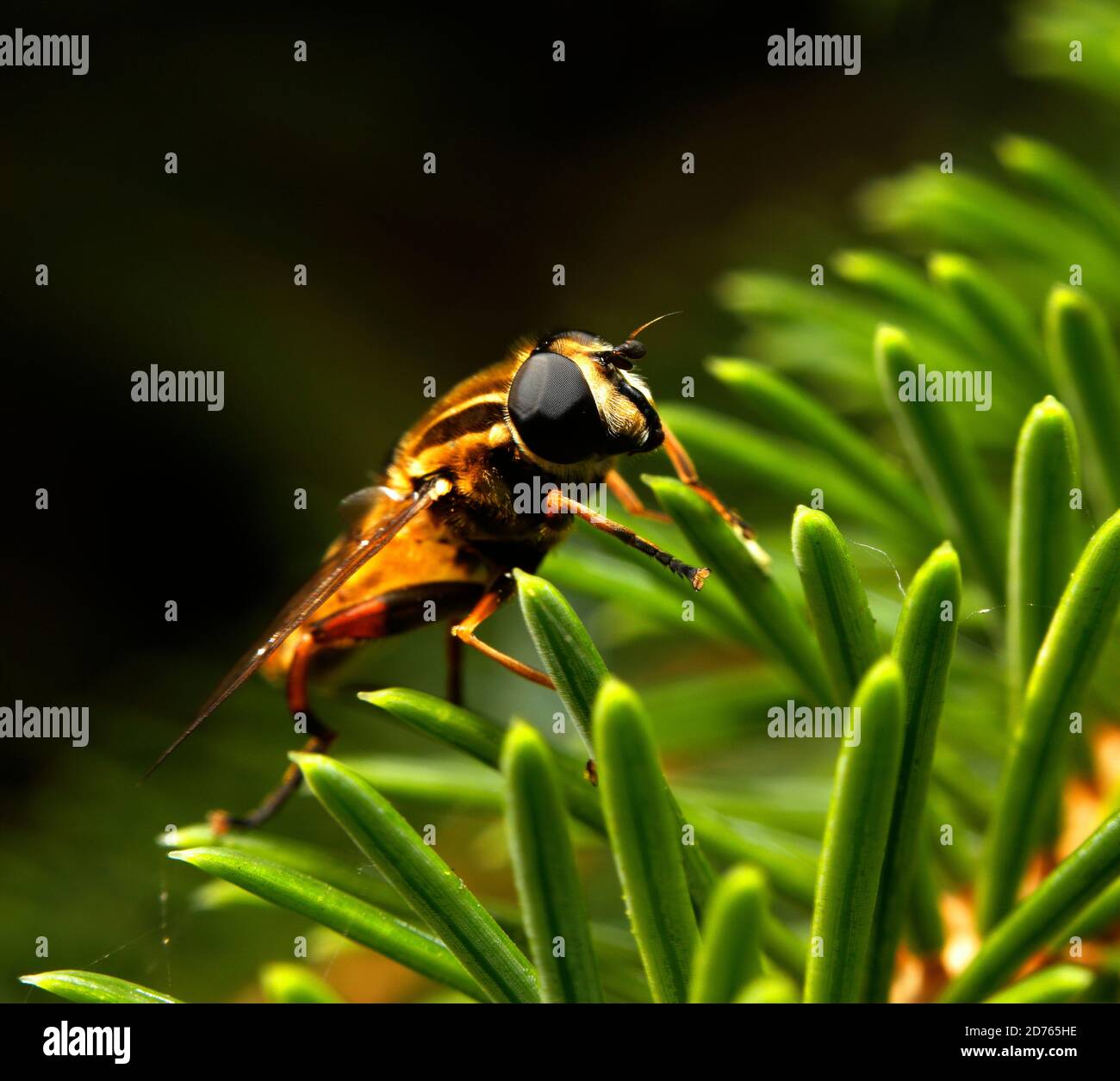 Sunfly Foto Stock