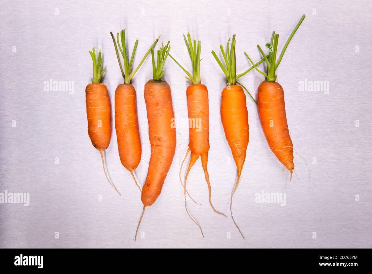 6 vero carota vegetale su sfondo in acciaio inox in studio Foto Stock