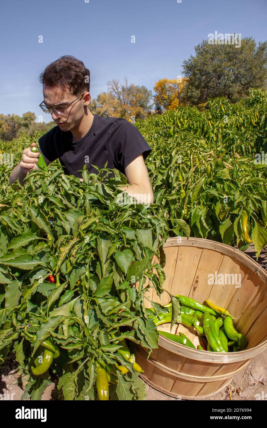 L'uomo lavora durante la raccolta dei peperoncini del New Mexico mentre mette un peperoncino verde di Hatch Valley nel cestino della coltura, seduto in un campo di piante di peperoncino Foto Stock