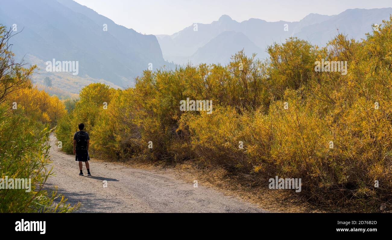 Autunno colore Mono County California Foto Stock