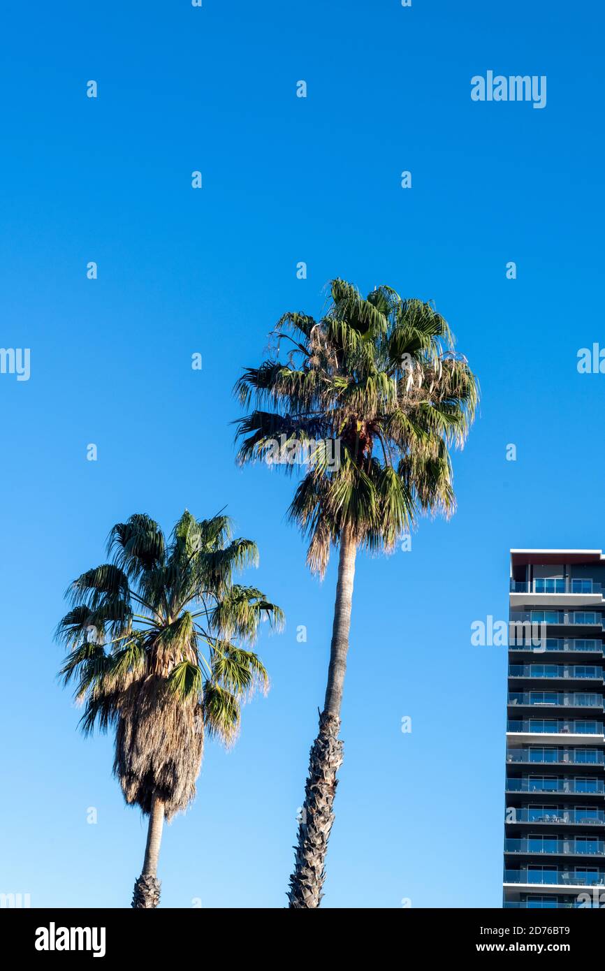 Appartamento edificio e palme in una giornata limpida e soleggiata. Foto Stock