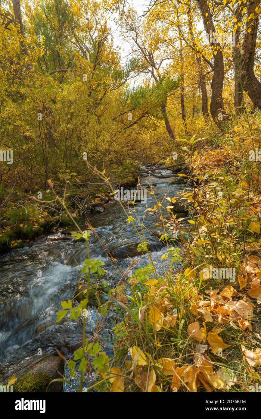 Autunno colore Mono County California Foto Stock