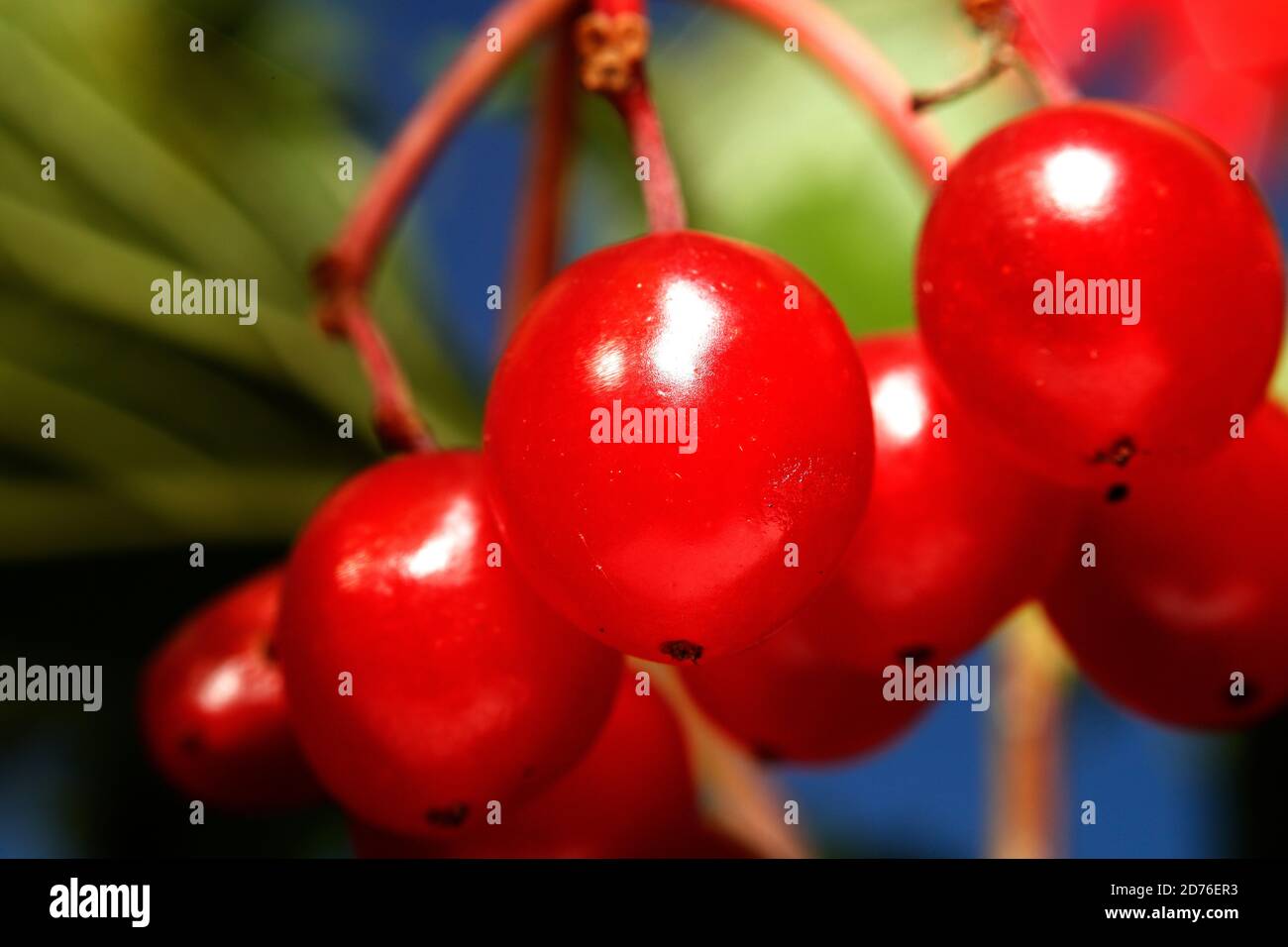 Viburno bacche di Rosa Foto Stock