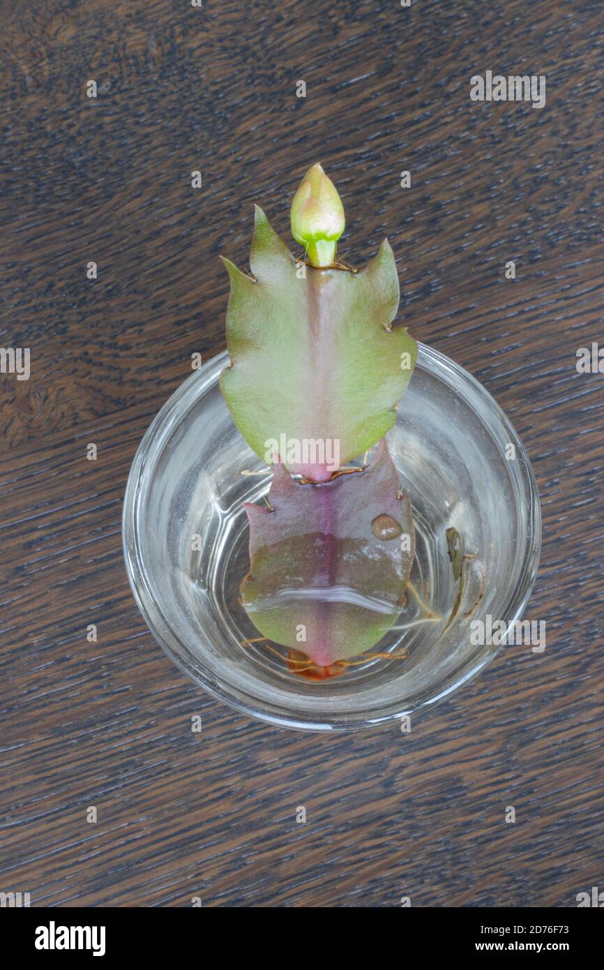 Succulenti in crescita a casa, foglie succulente con nuove radici e poco pianta in crescita Foto Stock