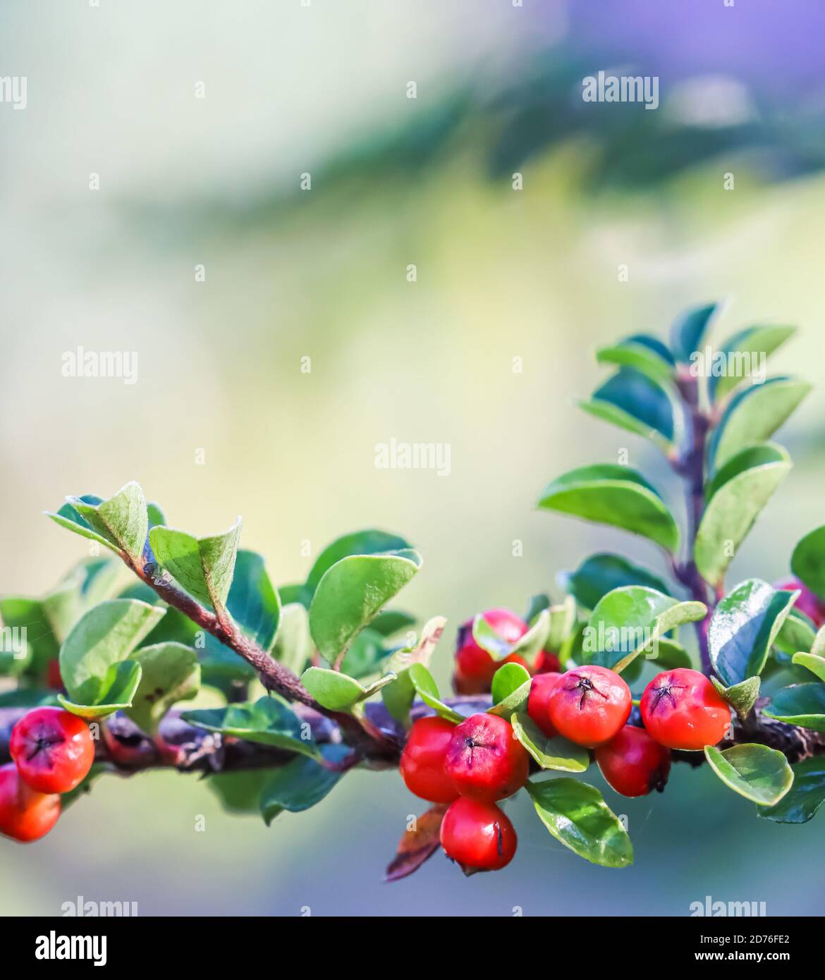 Molti frutti rossi sui rami di una cespuglio di cotoneaster horizontalis  nel giardino in autunno. Sfondo naturale Foto stock - Alamy