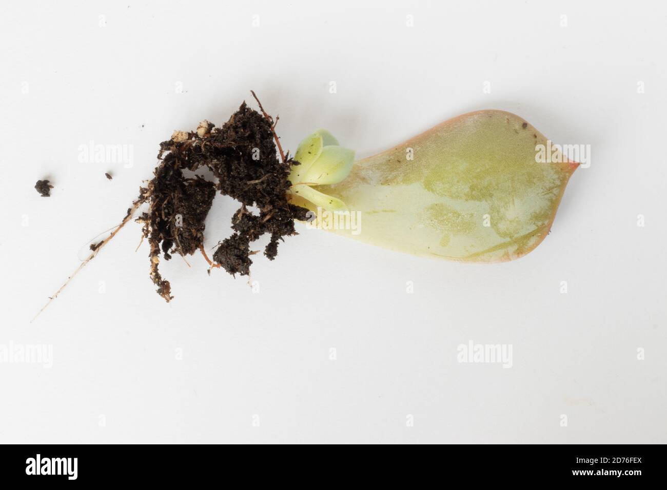 Succulenti in crescita a casa, foglie succulente con nuove radici e poco pianta in crescita Foto Stock