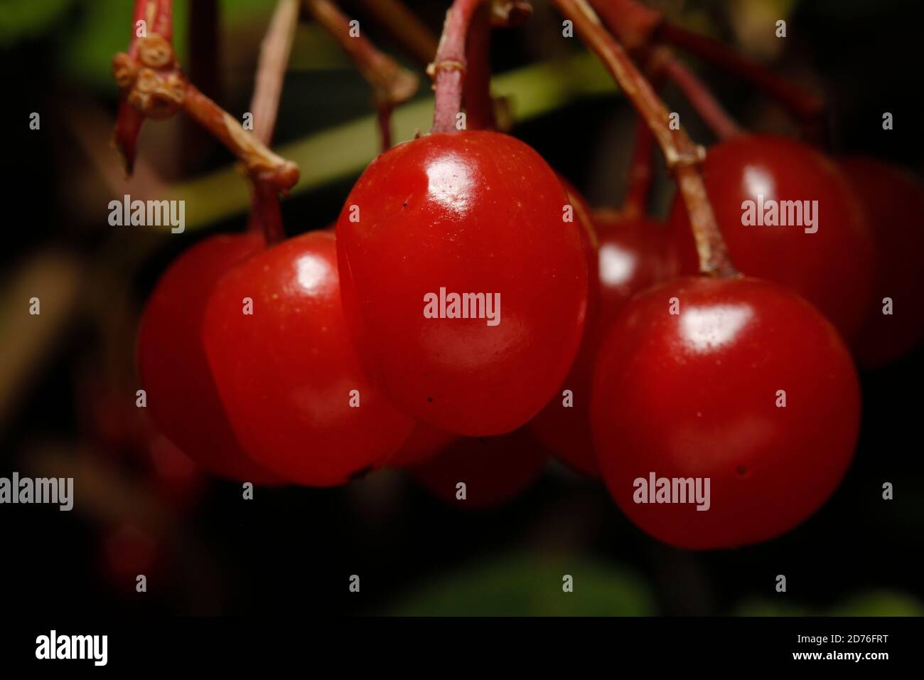 Viburno bacche di Rosa Foto Stock