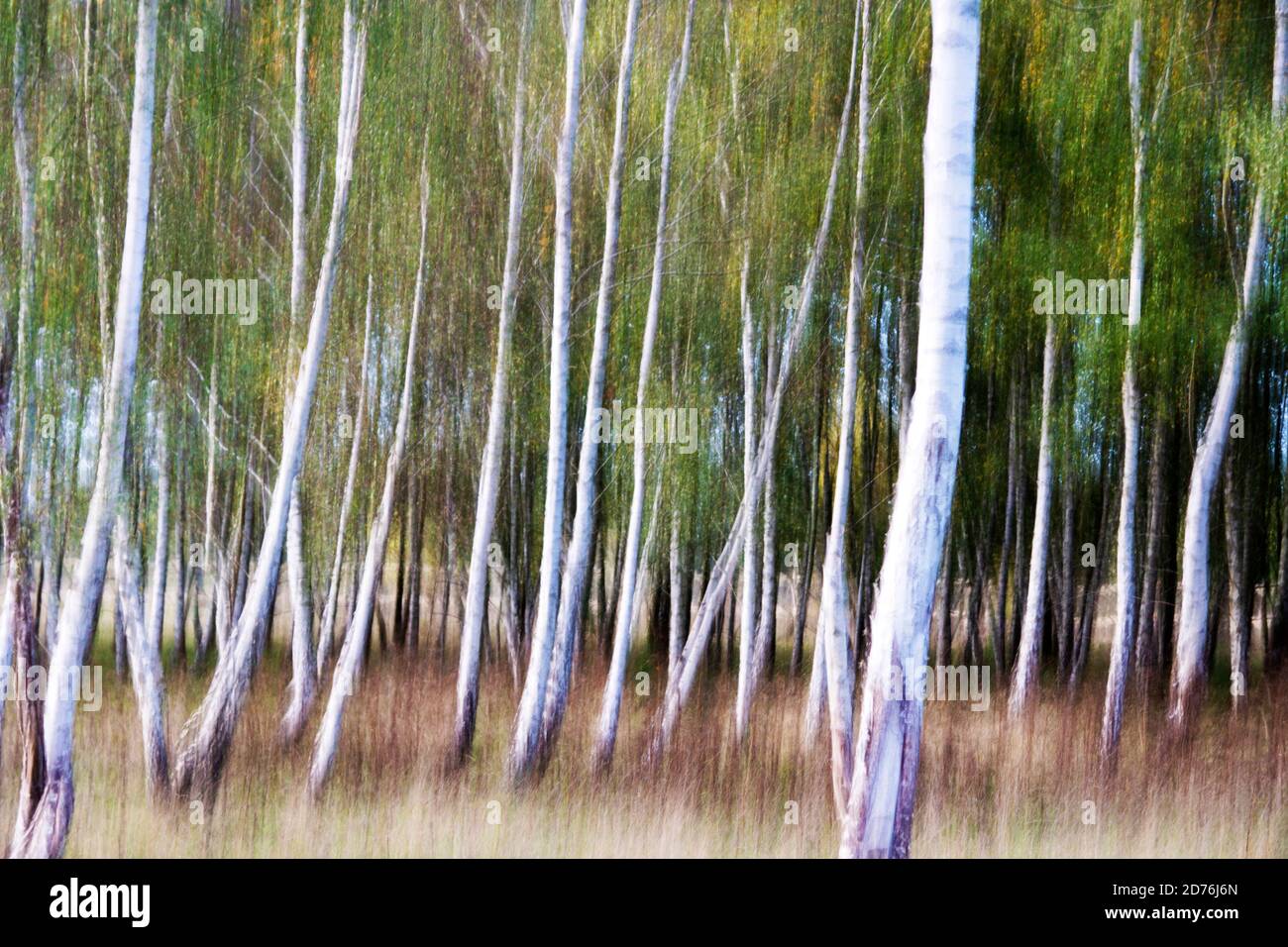Paesaggio con bellissimi alberi di betulla bianca in Germania Foto Stock