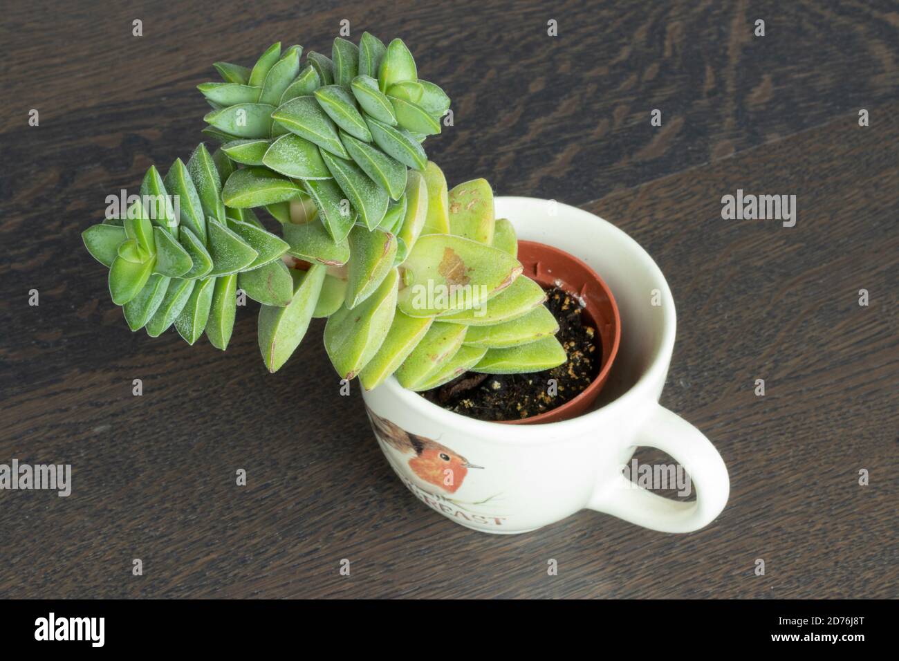 Succulenti in crescita a casa, foglie succulente con nuove radici e poco pianta in crescita Foto Stock
