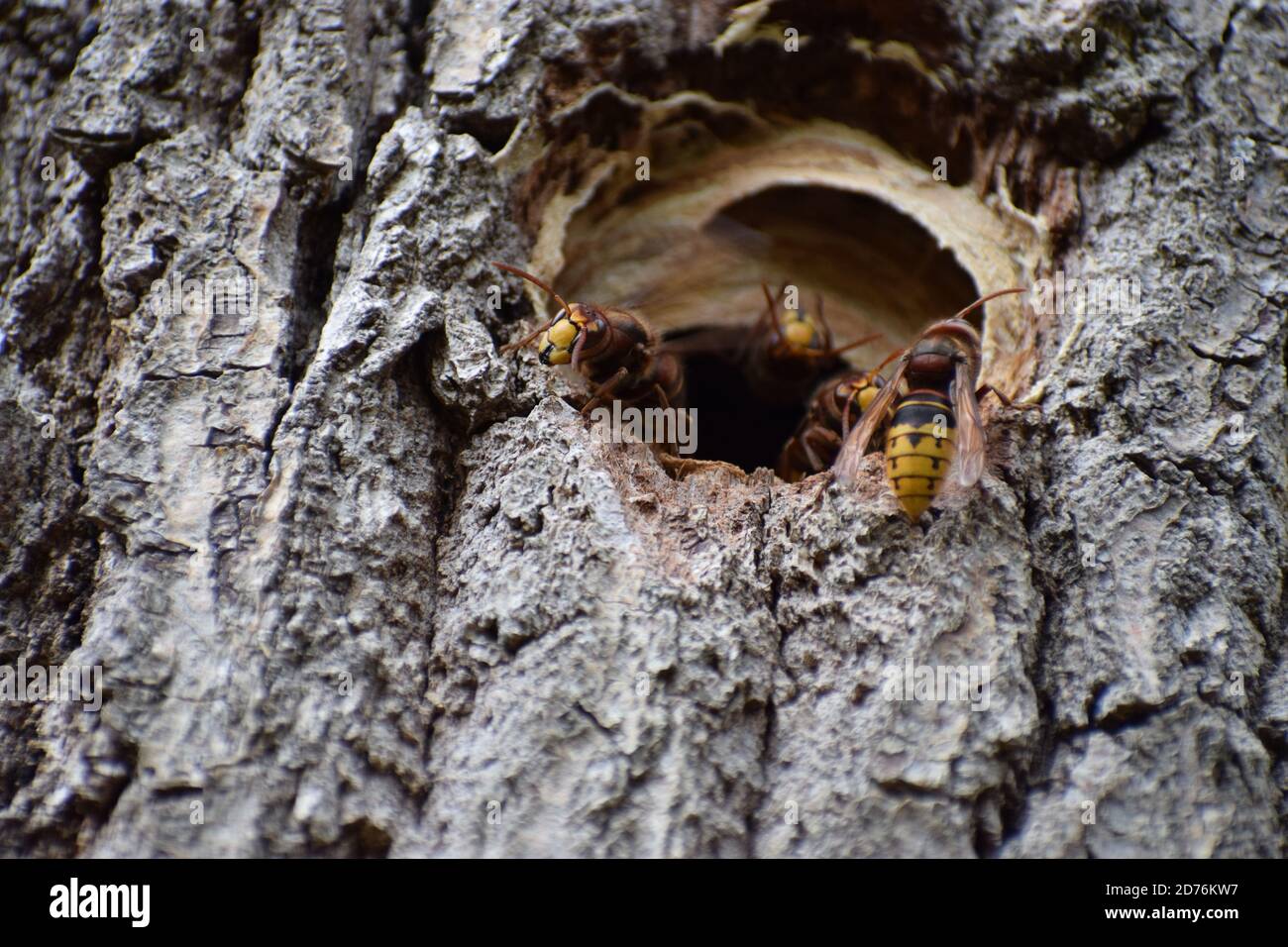 Nido di calabrone gigante asiatico immagini e fotografie stock ad alta ...