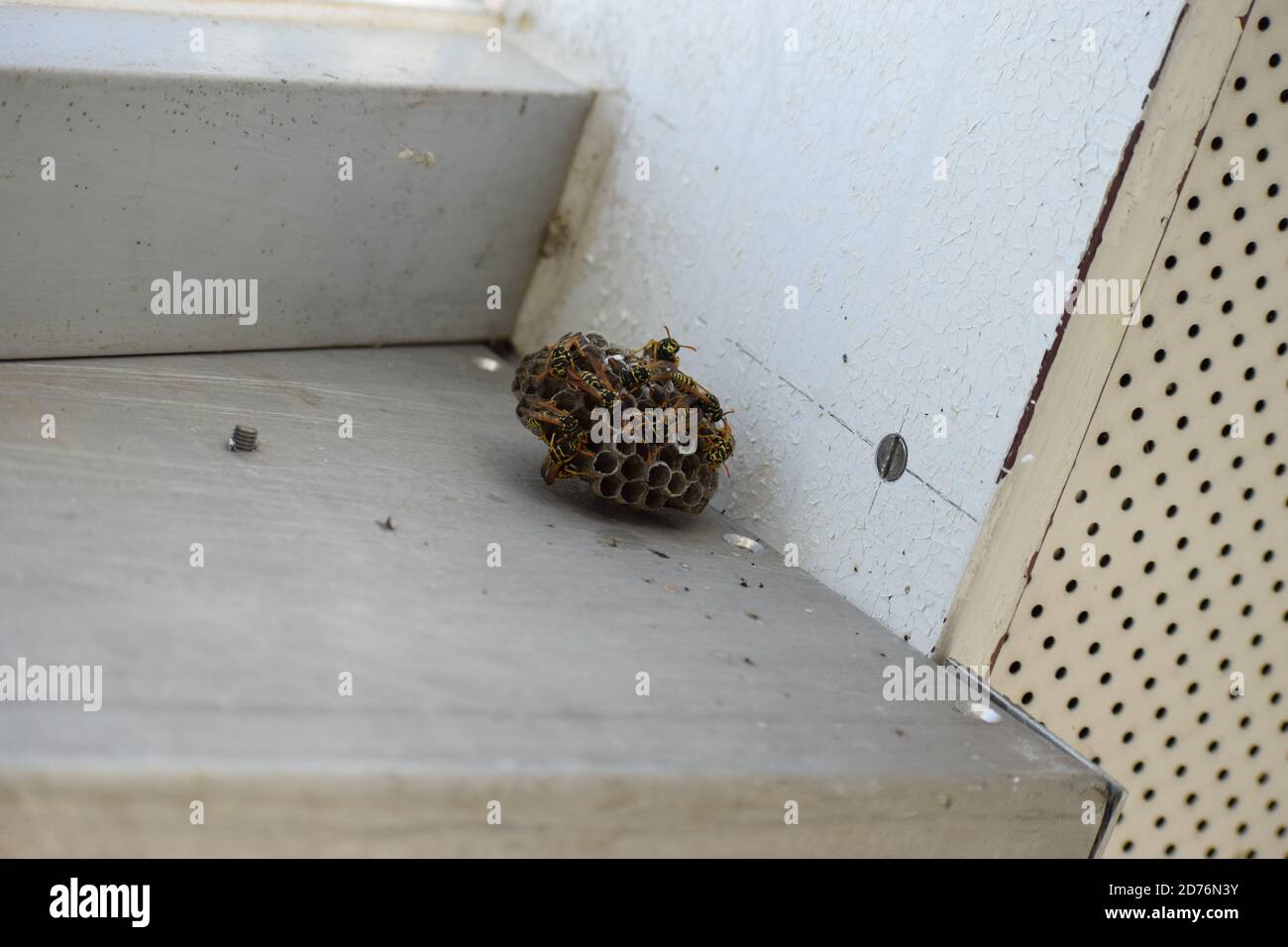 piccolo nido di vespe appeso su una sola vite Foto Stock