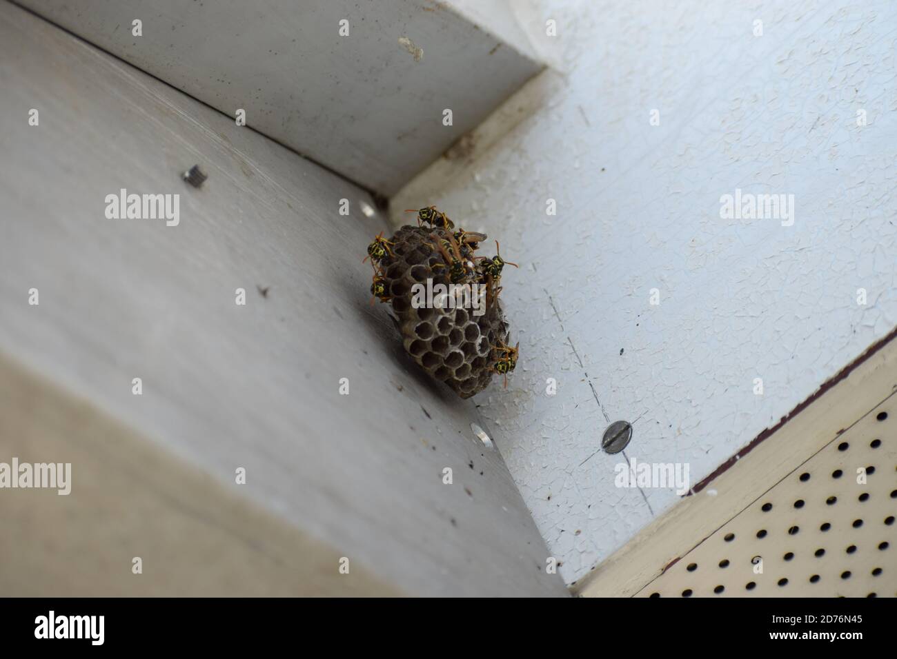 piccolo nido di vespe appeso su una sola vite Foto Stock