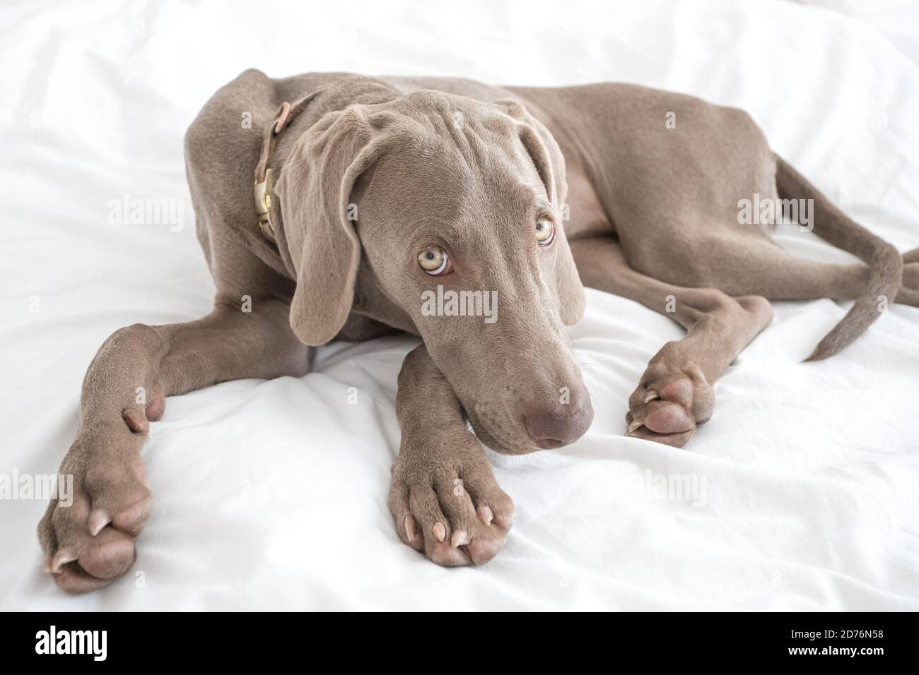 Stanco sonnolento Weimaraner puntatore cane che riposa e si trova sul letto coperta con lenzuola bianche in camera da letto Foto Stock