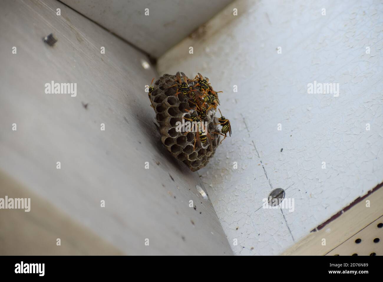 piccolo nido di vespe appeso su una sola vite Foto Stock