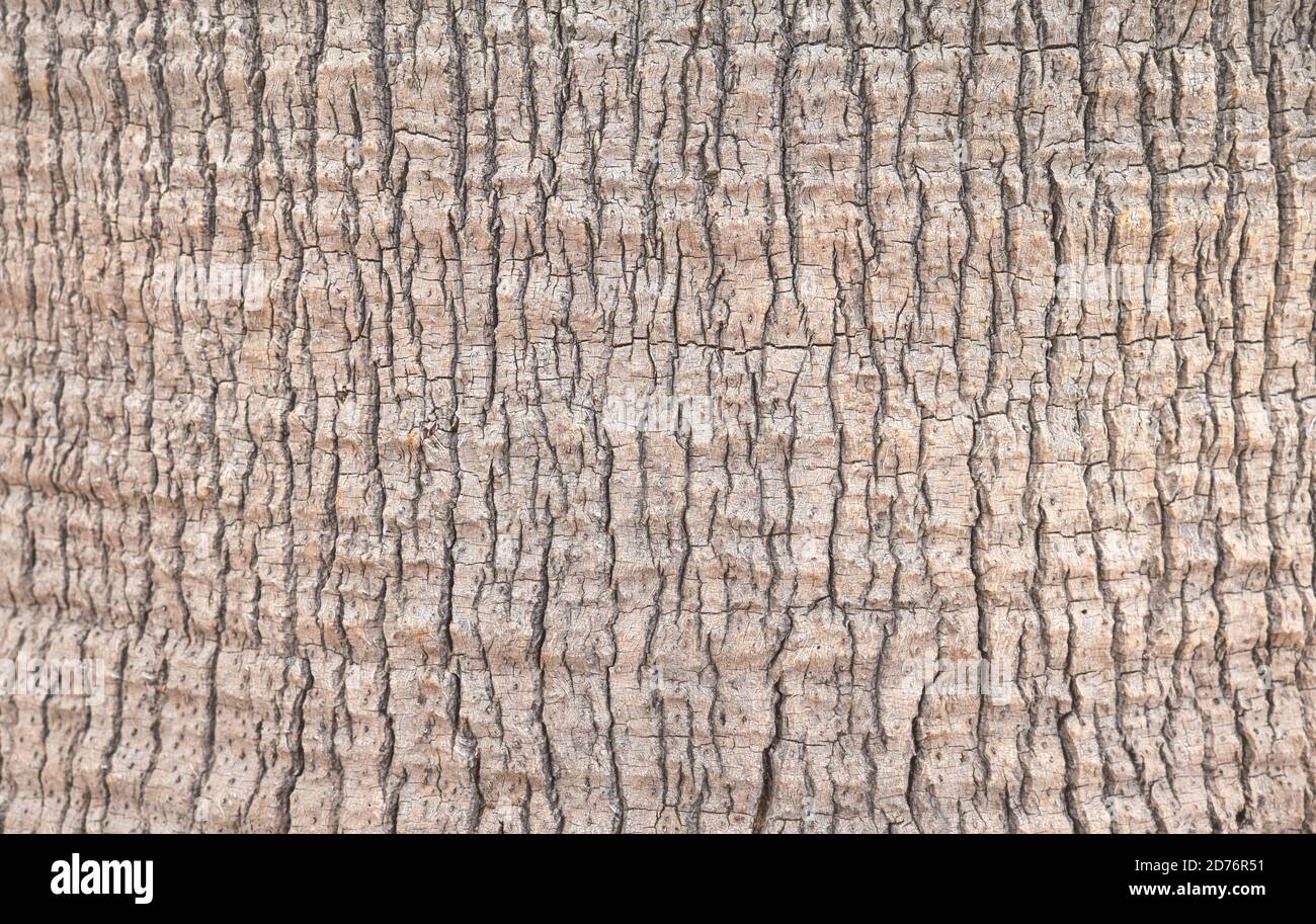 Primo piano immagine di un tronco di palma, sfondo astratto natura o texture, fuoco selettivo. Foto Stock