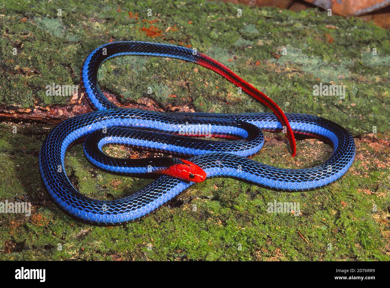 Corallo blu Snake Foto Stock