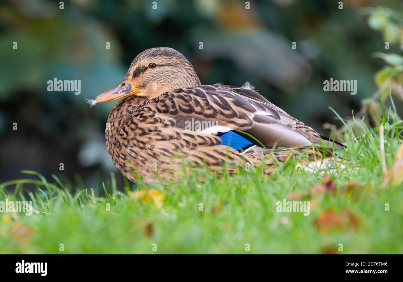 Femmina d'anatra di Mallard (Anas platyrhynchos), vista laterale, seduta sull'erba in autunno nel Sussex occidentale, Inghilterra, Regno Unito. Foto Stock