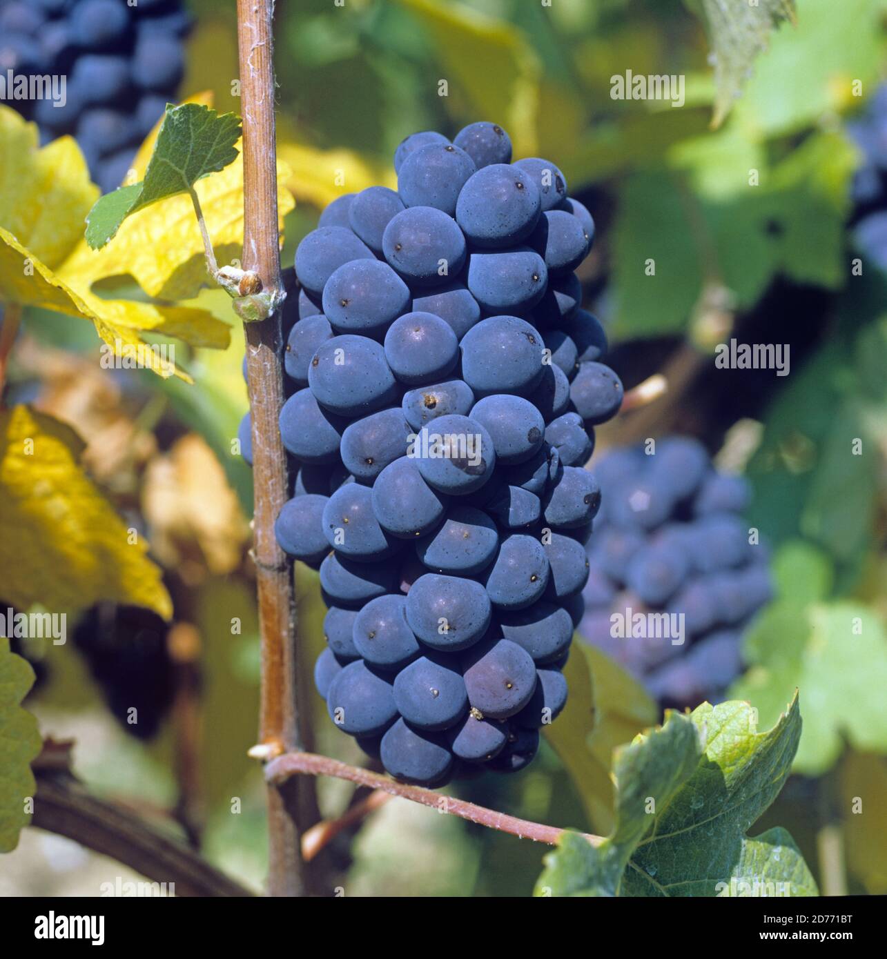 Mazzo maturo di uve rosse Pinot Meunier sulle viti con foglie che girano in un vigneto della Regione Champagne, Francia Foto Stock