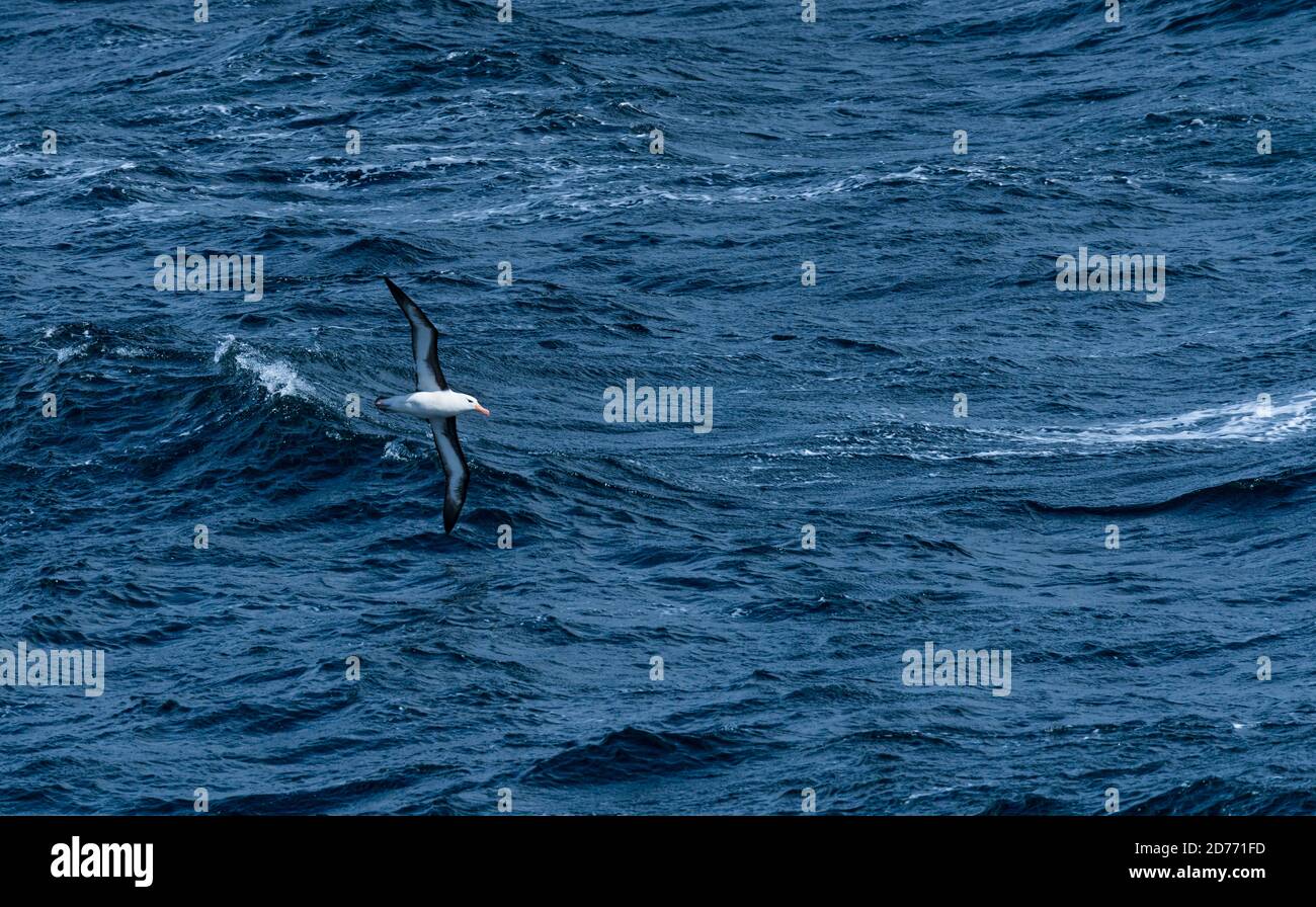 Canale di Beagle, Magallanes e Cilena Antartide Regione, Cile, Sud America, America Foto Stock