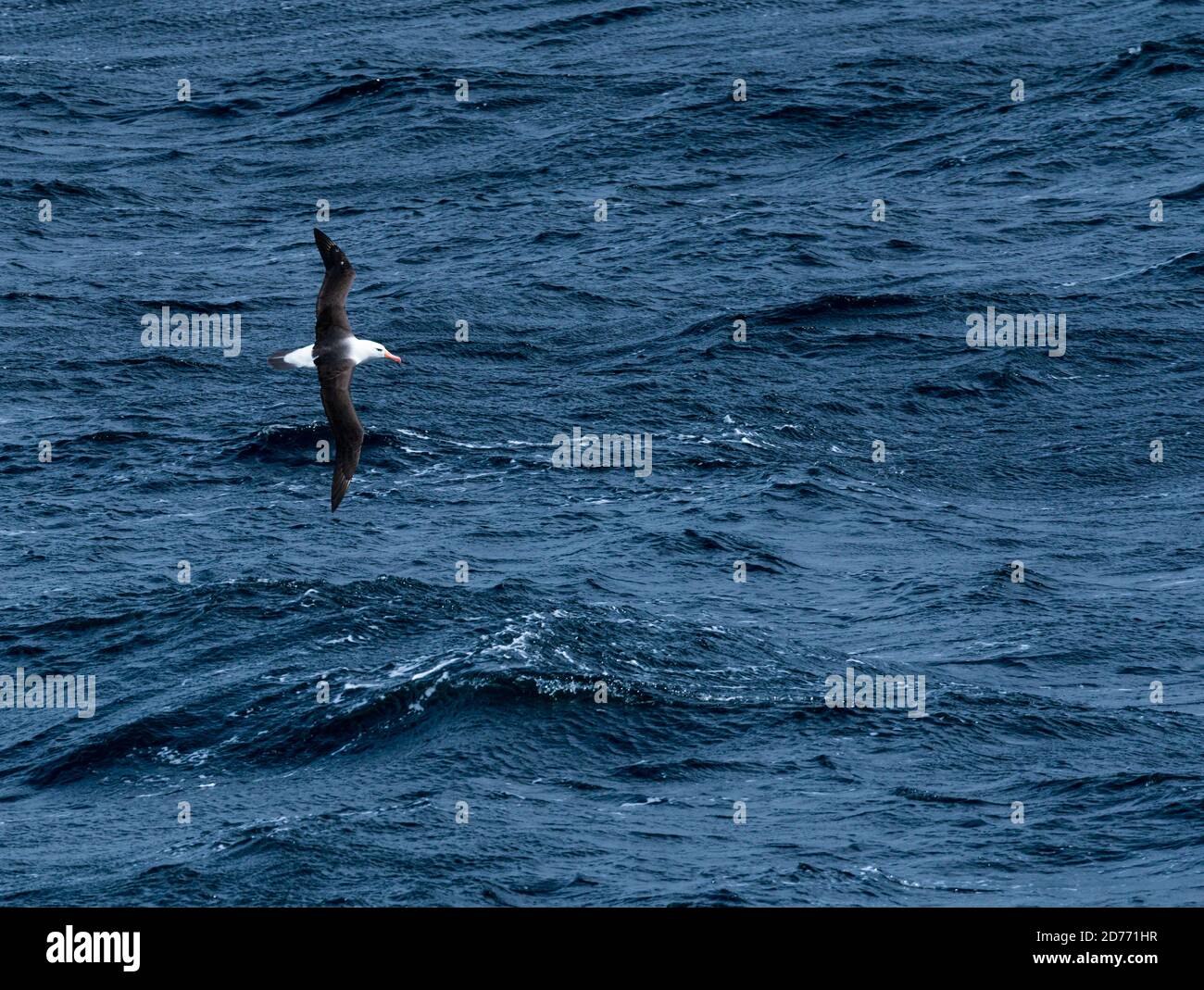 Canale di Beagle, Magallanes e Cilena Antartide Regione, Cile, Sud America, America Foto Stock