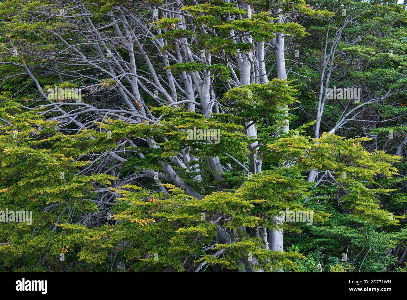 Lenga albero, Notofagus pumilio, Baia di Wulaia, Isola Navarino, canale di Murray, canale di Beagle, Arcipelago di Tierra del Fuego, Magallanes e Ata Cilena Foto Stock