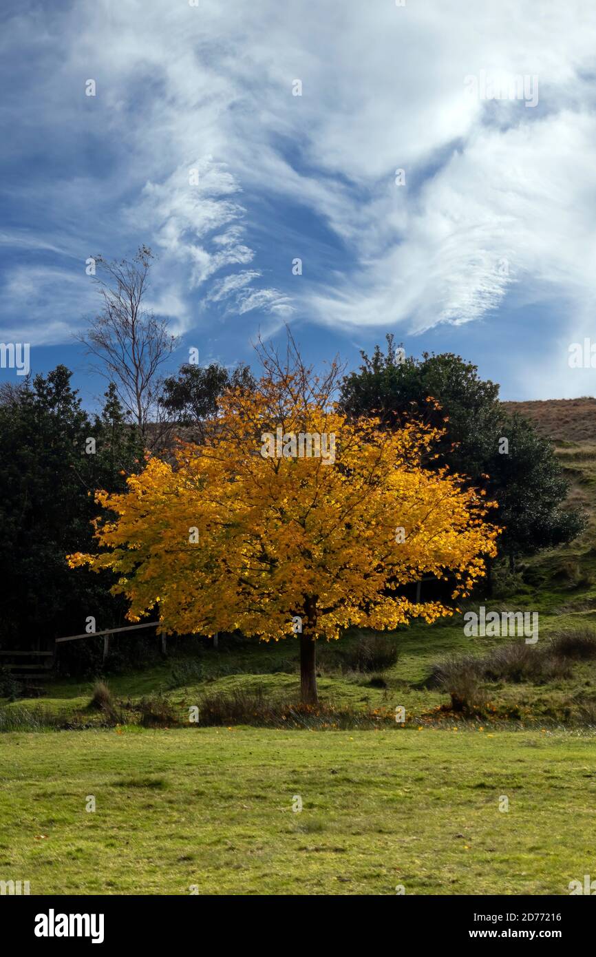 Albero in colore autunno brillante contro il cielo blu con interessante nuvole Foto Stock