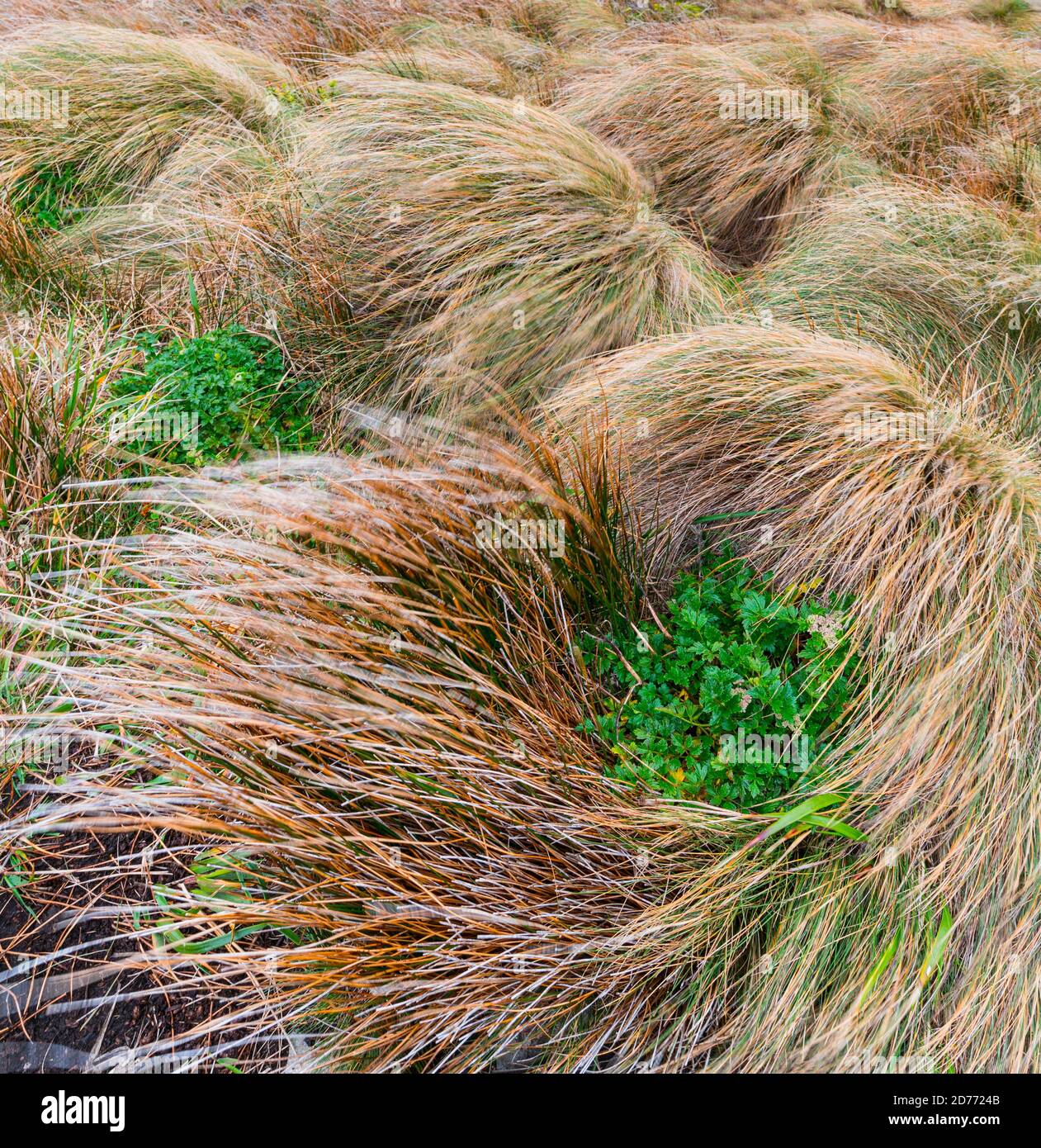 Capo Horn, Parco Nazionale del Capo Horn, Isola del Capo Horn, Arcipelago Tierra del Fuego, Magallanes e Regione dell'Antartide Cilena, Cile, America del Sud, em Foto Stock