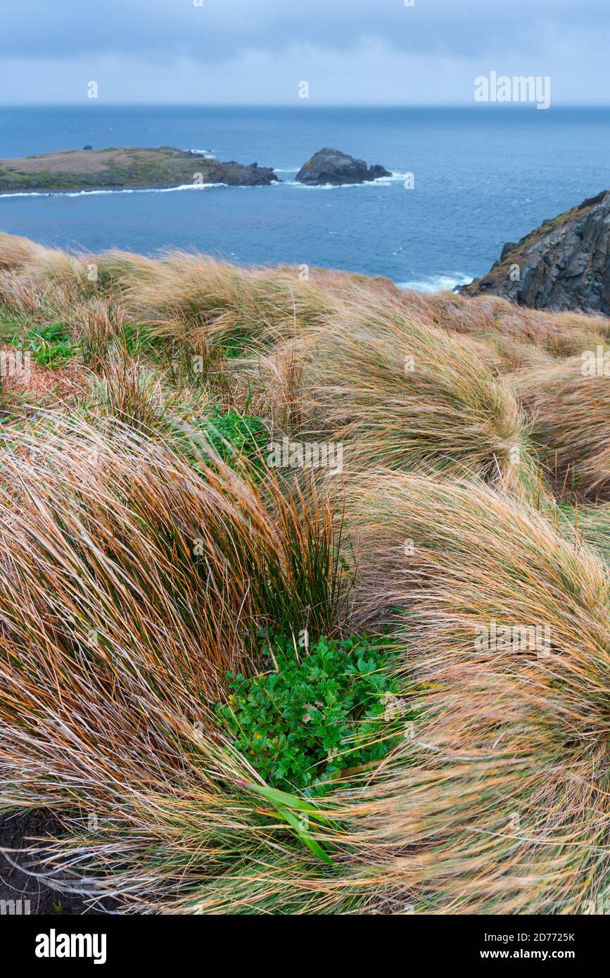 Capo Horn, Parco Nazionale del Capo Horn, Isola del Capo Horn, Arcipelago Tierra del Fuego, Magallanes e Regione dell'Antartide Cilena, Cile, America del Sud, em Foto Stock