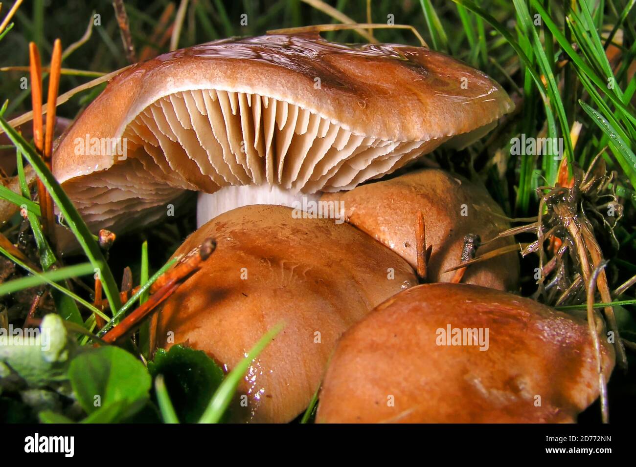 Funghi selvatici, Parco Nazionale Guadarrama, Segovia, Castiglia e León, Spagna, Europa Foto Stock