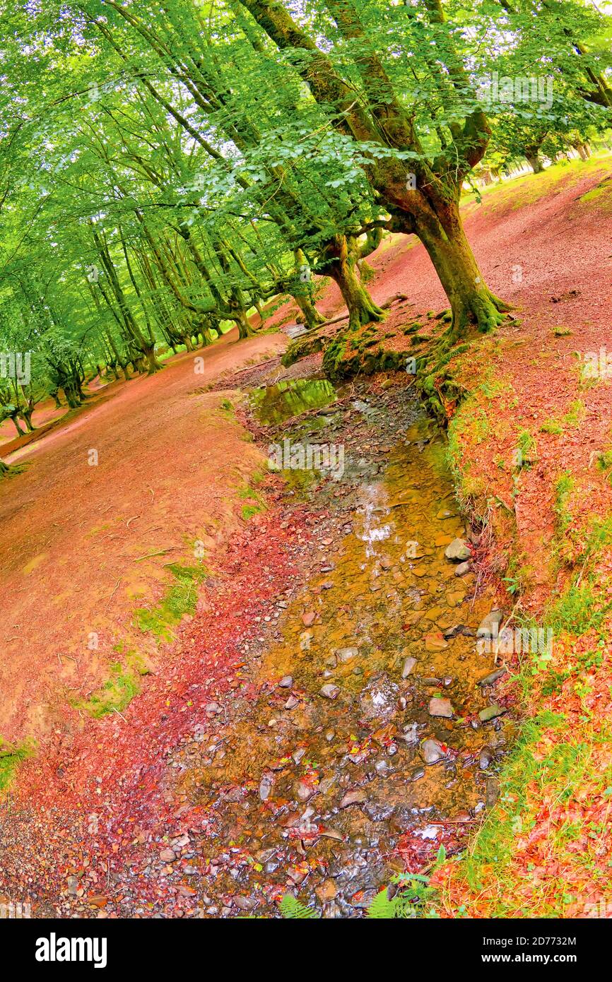 Foresta di Faggio di Otzarreta, Parco Naturale di Gorbeia, Bizkaia, Paesi Baschi, Spagna, Europa Foto Stock