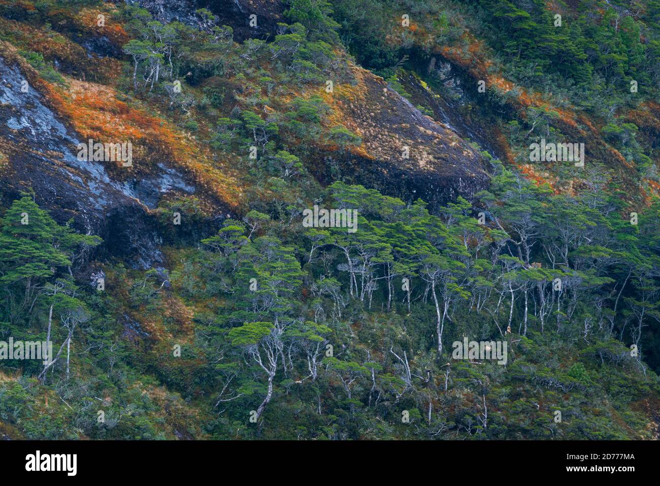 Foresta Magellanica, seno de Agostini, canale Beagle, catena montuosa Darwin, Parco Nazionale Alberto de Agostini, Arcipelago Tierra del Fuego, Magallane Foto Stock