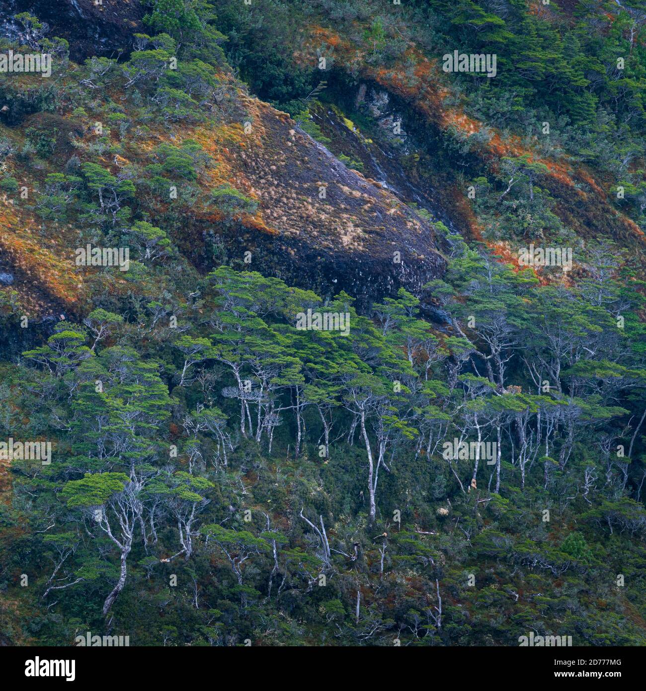 Foresta Magellanica, seno de Agostini, canale Beagle, catena montuosa Darwin, Parco Nazionale Alberto de Agostini, Arcipelago Tierra del Fuego, Magallane Foto Stock