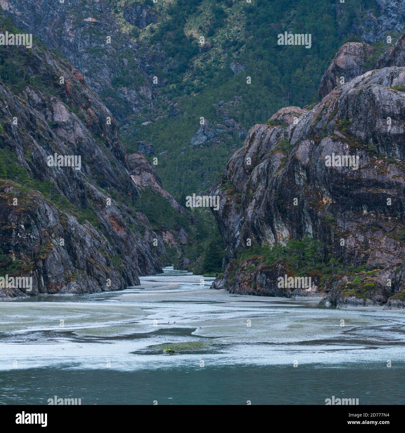 Foresta Magellanica, seno de Agostini, canale Beagle, catena montuosa Darwin, Parco Nazionale Alberto de Agostini, Arcipelago Tierra del Fuego, Magallane Foto Stock